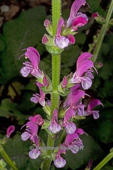 salvia hierosolymitana 4 graphic